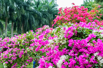 Purple bonsai tree of Bougainvillea spectabilis flower exhibition in Shenzhen, China.  also  as great bougainvillea, a species of flowering plant. It is native to Brazil, Bolivia, Peru, and Argentina.