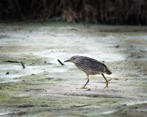 American Bittern Walking on the Marsh
