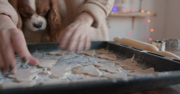 A cute spaniel dog sits at the table and looks at the gingerbreads on a baking sheet that a young woman cooking for Christmas