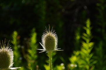Fullers teasel in bloom, close up photo with selective soft focus. Dry flowers of Dipsacus fullonum, Dipsacus sylvestris, is a species of flowering plant