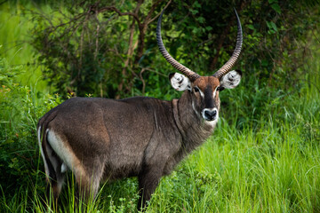 Water Buck © ZACHARY
