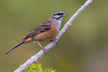 Grijze Gors; Rock Bunting; Emberiza cia