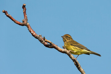 Rosse Gors; Chestnut Bunting; Emberiza rutila