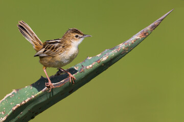 Graszanger, Zitting Cisticola, Cisticola juncidis