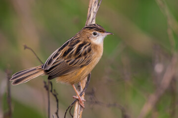 Graszanger; Zitting Cisticola; Cisticola juncidis