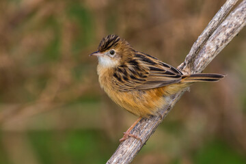 Graszanger; Zitting Cisticola; Cisticola juncidis