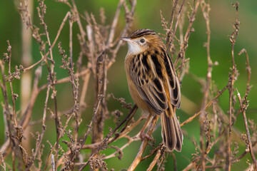 Graszanger; Zitting Cisticola; Cisticola juncidis