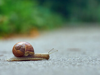 Slow grape snail crawl on the asphalt in the park