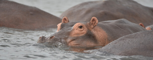 Hippo in the Water
