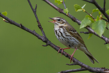 Siberische Boompieper; Olive-backed Pipit, Anthus hodgsoni yunnanensis