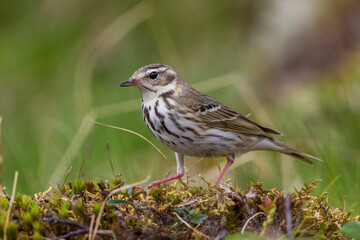 Siberische Boompieper; Olive-backed Pipit, Anthus hodgsoni yunnanensis