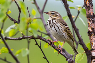 Siberische Boompieper; Olive-backed Pipit, Anthus hodgsoni yunnanensis