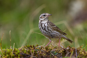 Siberische Boompieper; Olive-backed Pipit, Anthus hodgsoni yunnanensis