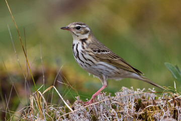Siberische Boompieper; Olive-backed Pipit, Anthus hodgsoni yunnanensis