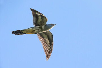 Boskoekoek; Oriental cuckoo; Cuculus optatus