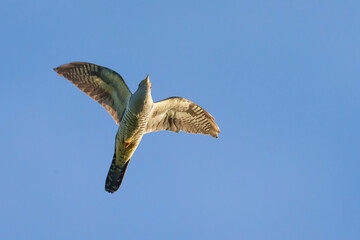 Boskoekoek; Oriental cuckoo; Cuculus optatus