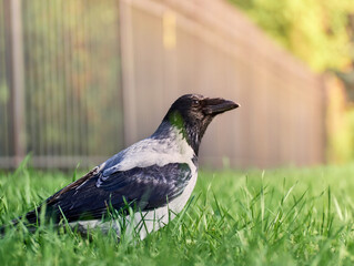 City crow on the lawn in the park in the green grass