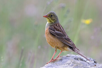 Ortolaan; Ortolan Bunting; Emberiza hortulana