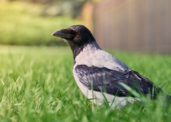 City crow on the lawn in the park in the green grass