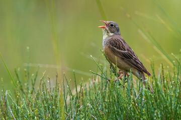 Ortolaan; Ortolan Bunting; Emberiza hortulana