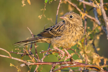 Ortolaan; Ortolan Bunting; Emberiza hortulana