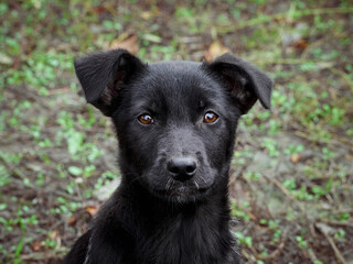 Portrait of a black puppy.