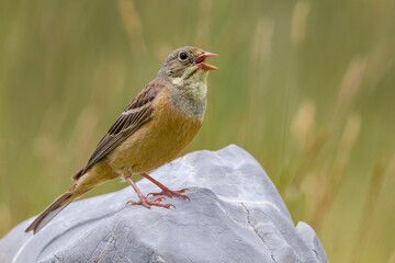 Ortolaan; Ortolan Bunting; Emberiza hortulana