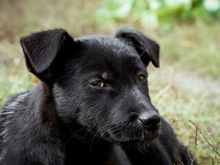 Portrait of a black puppy.