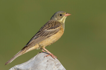 Ortolaan; Ortolan Bunting; Emberiza hortulana