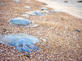 Colourful varieties of jellyfish washed ashore on pebbles coast of Black sea