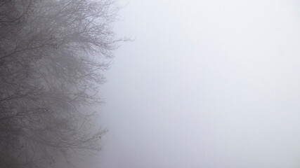 Natural abstraction in nature. Mystical foggy morning. Branches of an old oak in a strong milky white mist. Natural mystical background. Place for your text.