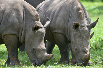 Fototapeta premium Rhino
