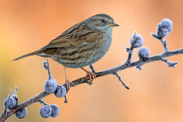 Heggenmus; Dunnock; Prunella modularis