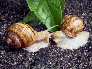 Date of two snails on a background of leaves