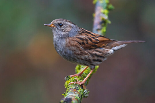 Heggenmus; Dunnock; Prunella modularis