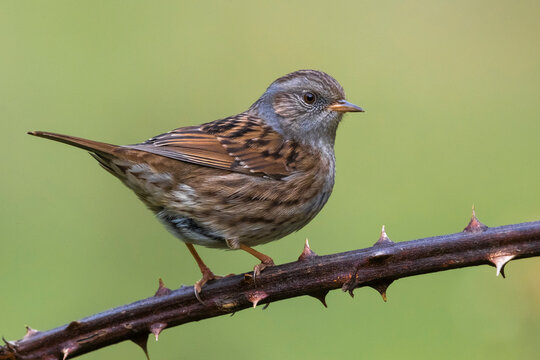 Heggenmus; Dunnock; Prunella modularis