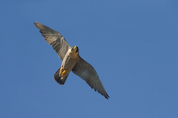 Slechtvalk; Peregrine; Falco peregrinus