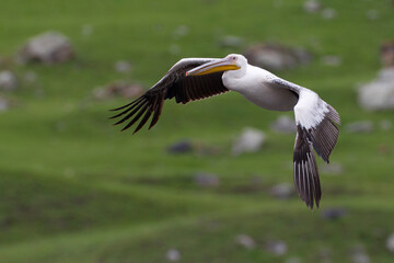 Great White Pelican, Roze Pelikaan, Pelecanus onocrotalus