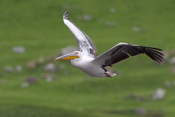 Great White Pelican, Roze Pelikaan, Pelecanus onocrotalus