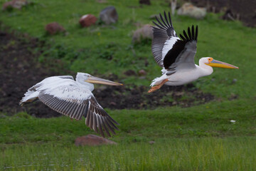 Roze Pelikaan, Great White Pelican, Pelecanus onocrotalus, Kroeskoppelikaan, Dalmatian Pelican, Pelecanus crispus