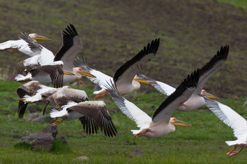 Roze Pelikaan, Great White Pelican, Pelecanus onocrotalus, Kroeskoppelikaan, Dalmatian Pelican, Pelecanus crispus