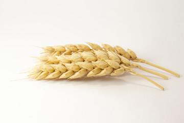 ripe ears of wheat on a white isolated background. isolated golden wheat with copy space