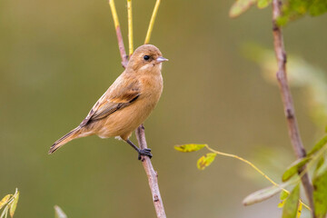 Chinese Buidelmees; Chinese Penduline-Tit; Remiz consobrinus