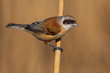Buidelmees, Penduline Tit; Remiz pendulinus