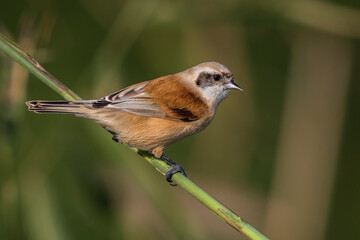Buidelmees  Penduline Tit  Remiz pendulinus © AGAMI