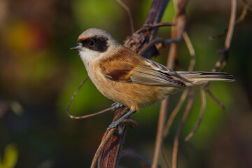 Buidelmees, Penduline Tit; Remiz pendulinus