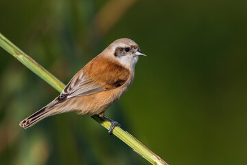 Buidelmees; Penduline Tit; Remiz pendulinus