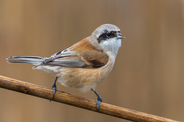 Buidelmees; Penduline Tit; Remiz pendulinus
