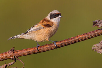 Buidelmees, Penduline Tit; Remiz pendulinus