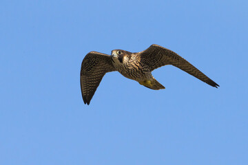 Slechtvalk; Peregrine; Falco peregrinus